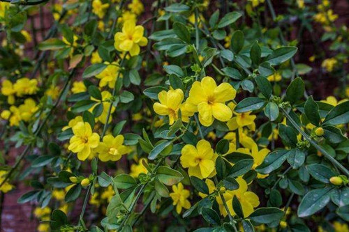 迎春花
