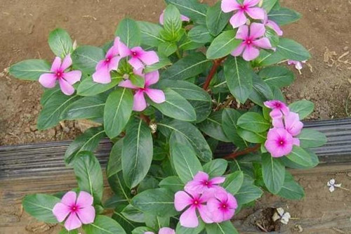 长春花