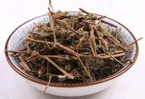 小飞扬草